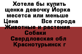 Хотела бы купить щенка девочку Йорка 2 месетса или меньше › Цена ­ 5 000 - Все города Животные и растения » Собаки   . Свердловская обл.,Краснотурьинск г.